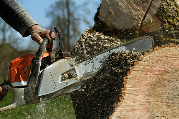 The Steps Involved in Our Tree Care Process in Piketon, OH